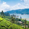 Tea Plantation Near Nuwara Eliya In Sri Lanka