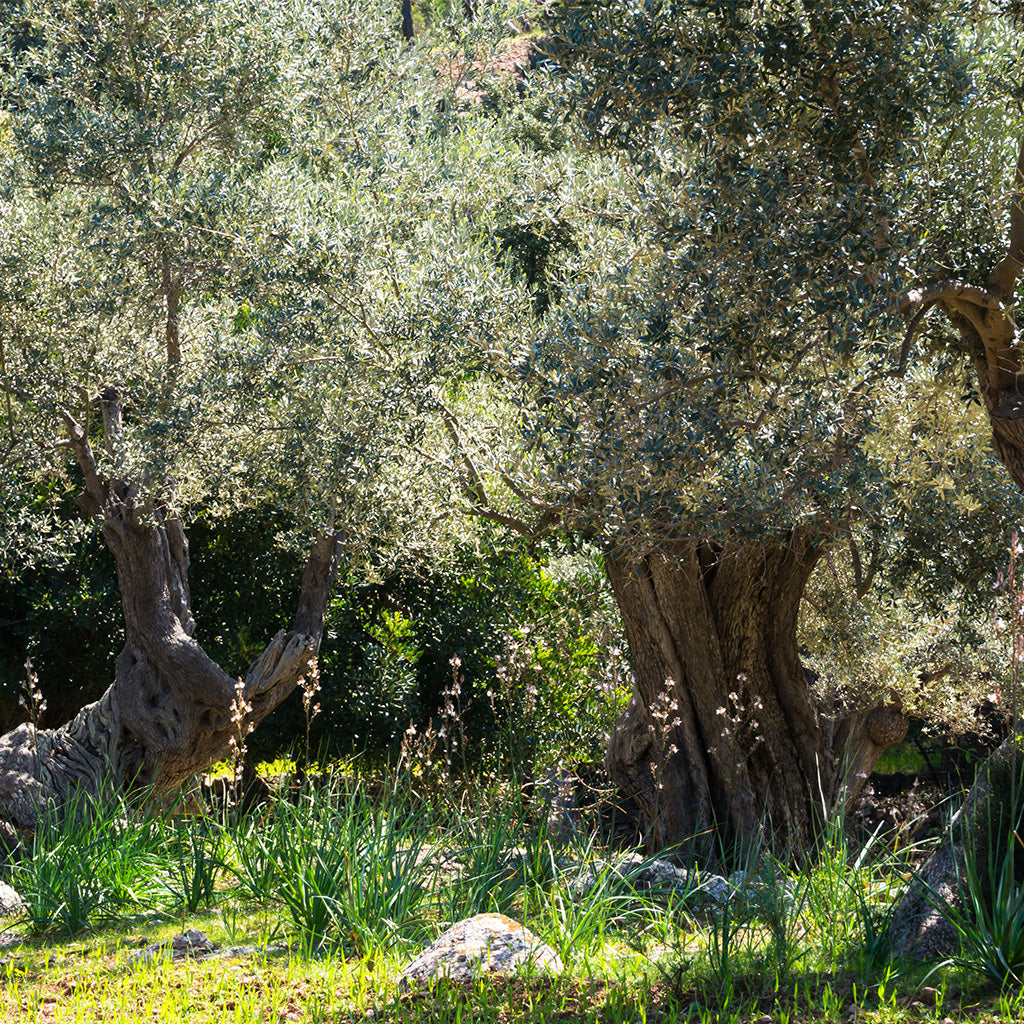 Sunshine In Idyllic Olive Tree Garden In Spain Backdrop