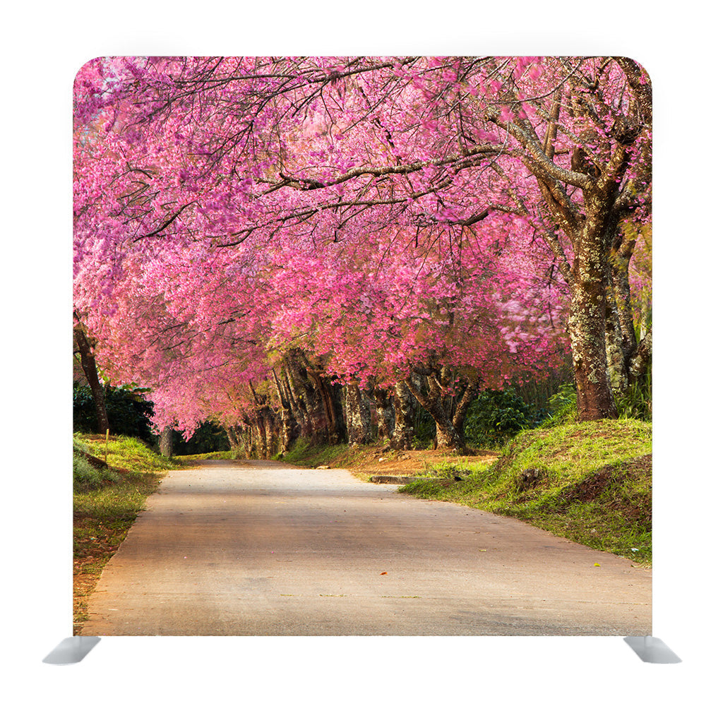 Full Pink Cherry Blossom On Spring In The Morning At North Of Thailand Background Media Wall