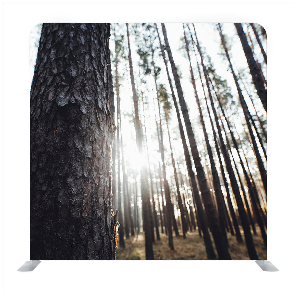Spring Forest with Sunbeams Tree Silhouettes Media wall